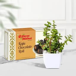 Kaju Choco Roll from Shree Mithai with a Jade Plant in plastic pot 1