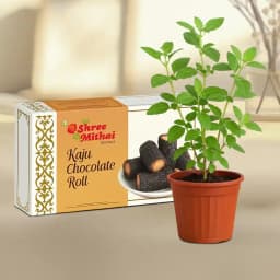 Kaju Choco Roll from Shree Mithai with a Tulsi Plant 1
