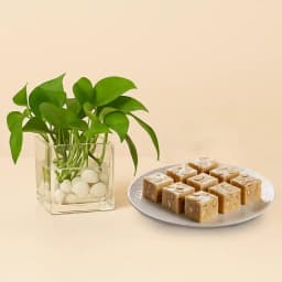 Royal Almond Treat from Shree Mithai with Money Plant in Glass Pot 1