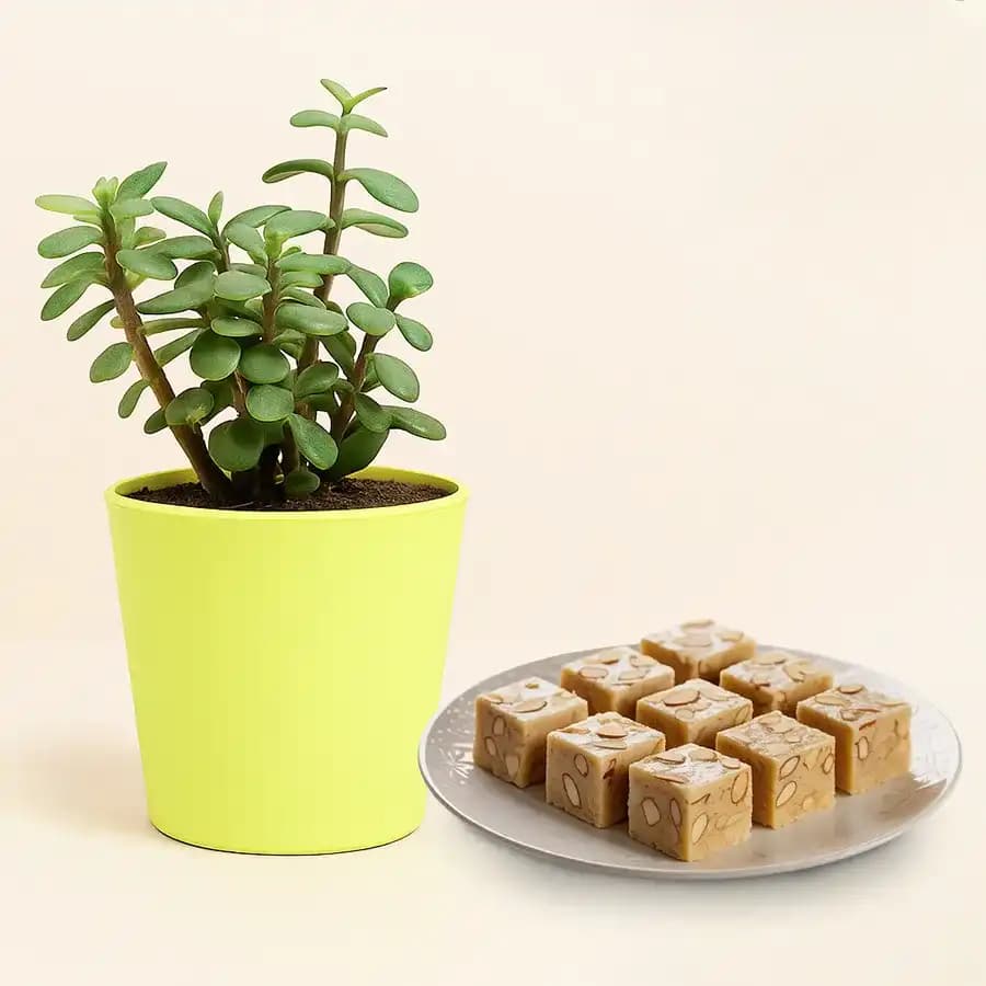 Royal Almond Treat from Shree Mithai with Jade Plant in Plastic Pot