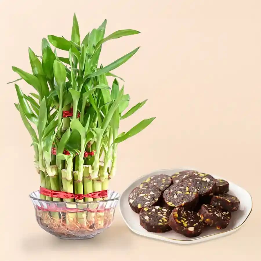 Dry Fruit Dates Roll from Shree Mithai with Lucky Bamboo Plant