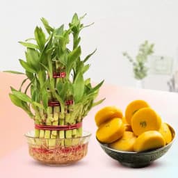 Kesar Peda from Sri Krishna Sweets with Lucky Bamboo Plant 1