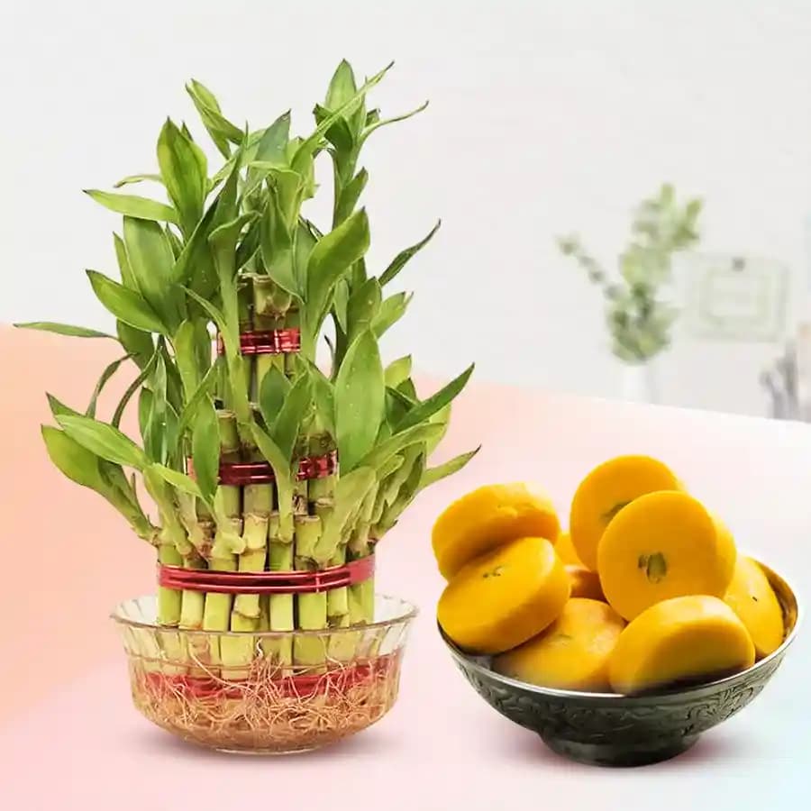 Kesar Peda from Sri Krishna Sweets with Lucky Bamboo Plant