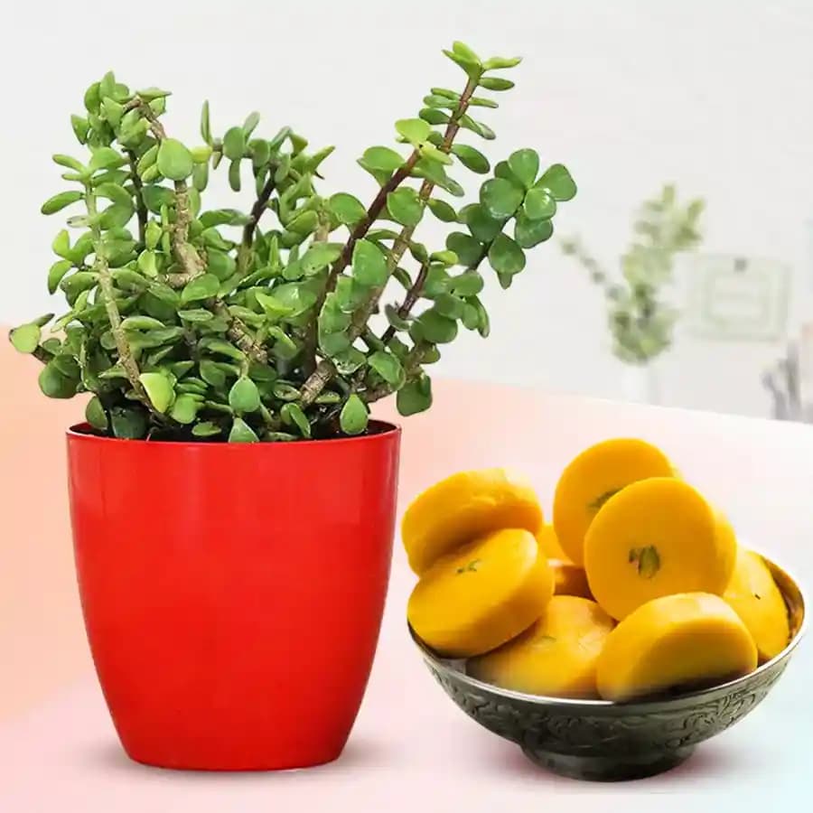 Kesar Peda from Sri Krishna Sweets with a Jade Plant in Plastic Pot