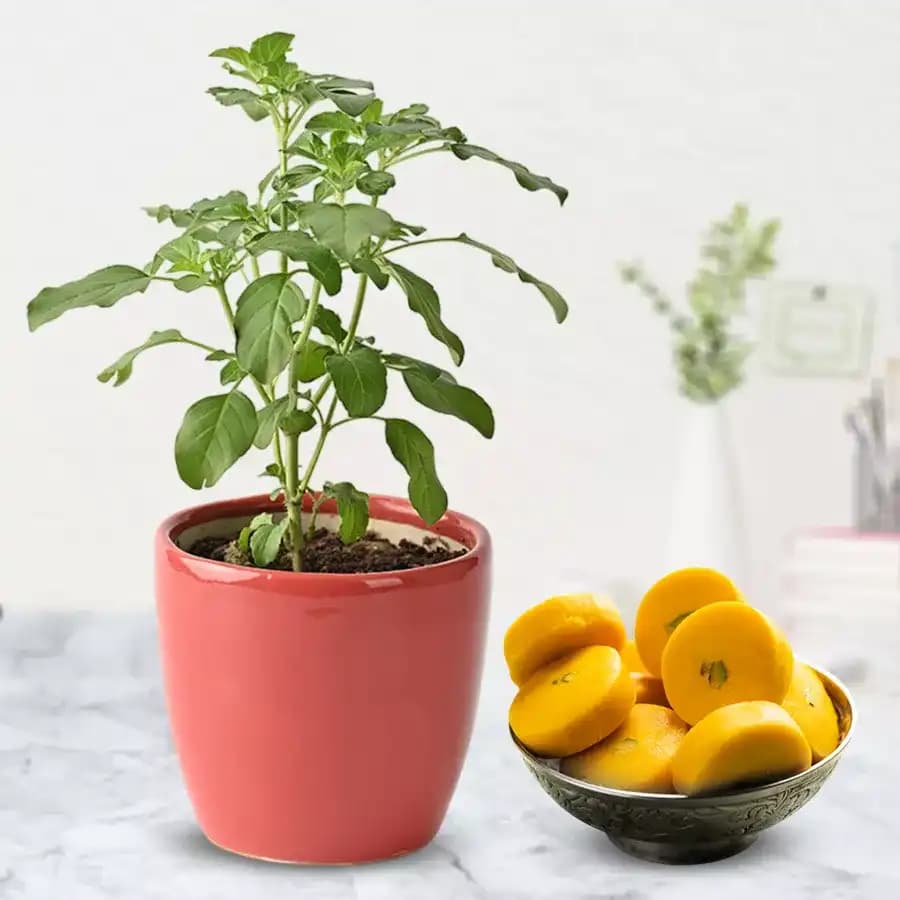 Kesar Peda from Sri Krishna Sweets with a Tulsi Plant