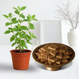 Karupatti Katli from Sri Krishna Sweets with a Tulsi Plant 1