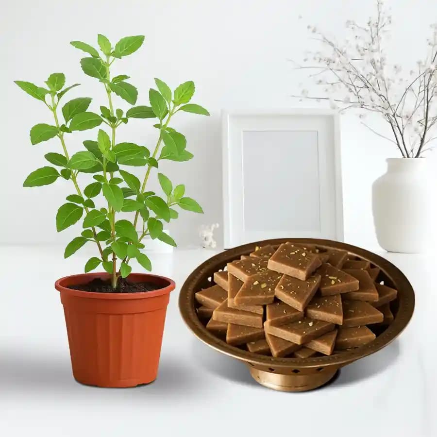 Karupatti Katli from Sri Krishna Sweets with a Tulsi Plant