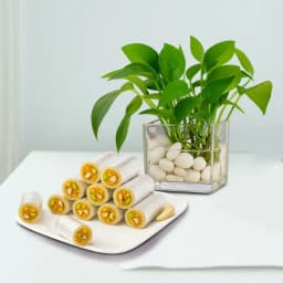 Dry Fruit Honey Dew from Adyar Ananda Bhawan with a Money Plant in Glass Pot 1