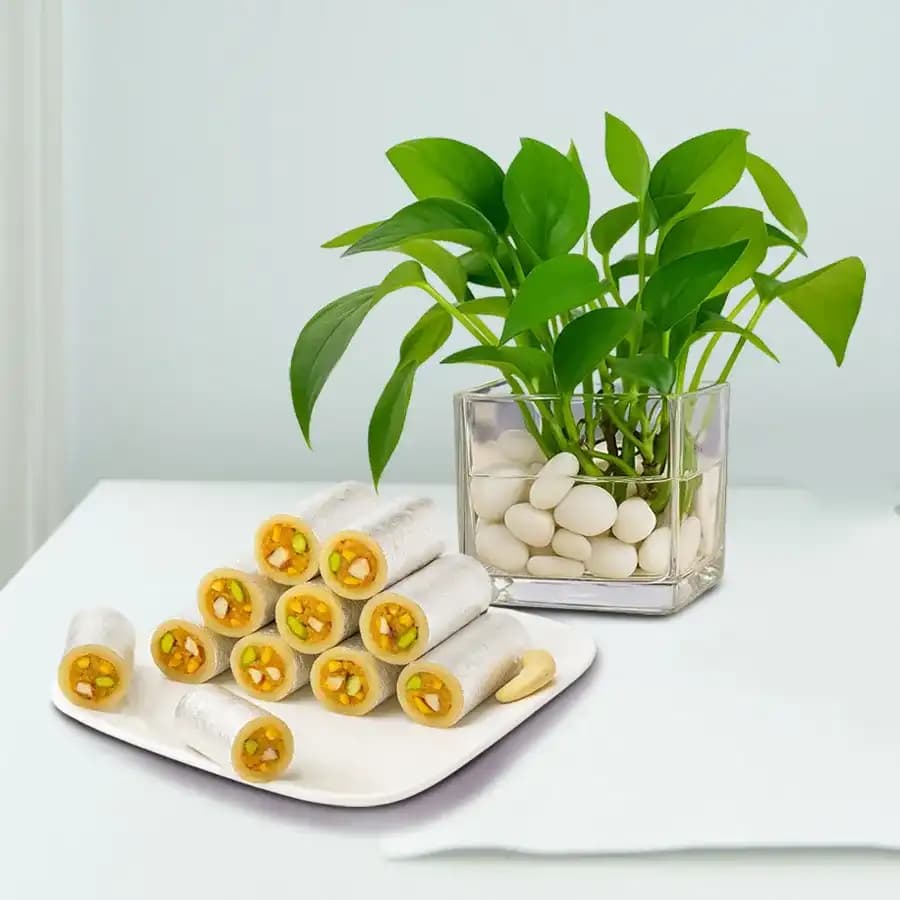 Dry Fruit Honey Dew from Adyar Ananda Bhawan with a Money Plant in Glass Pot