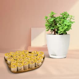 Dry Fruit Honey Dew from Adyar Ananda Bhawan with a Jade Plant in Plastic Pot 1