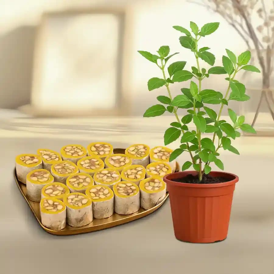 Dry Fruit Honey Dew from Adyar Ananda Bhawan with a Tulsi Plant