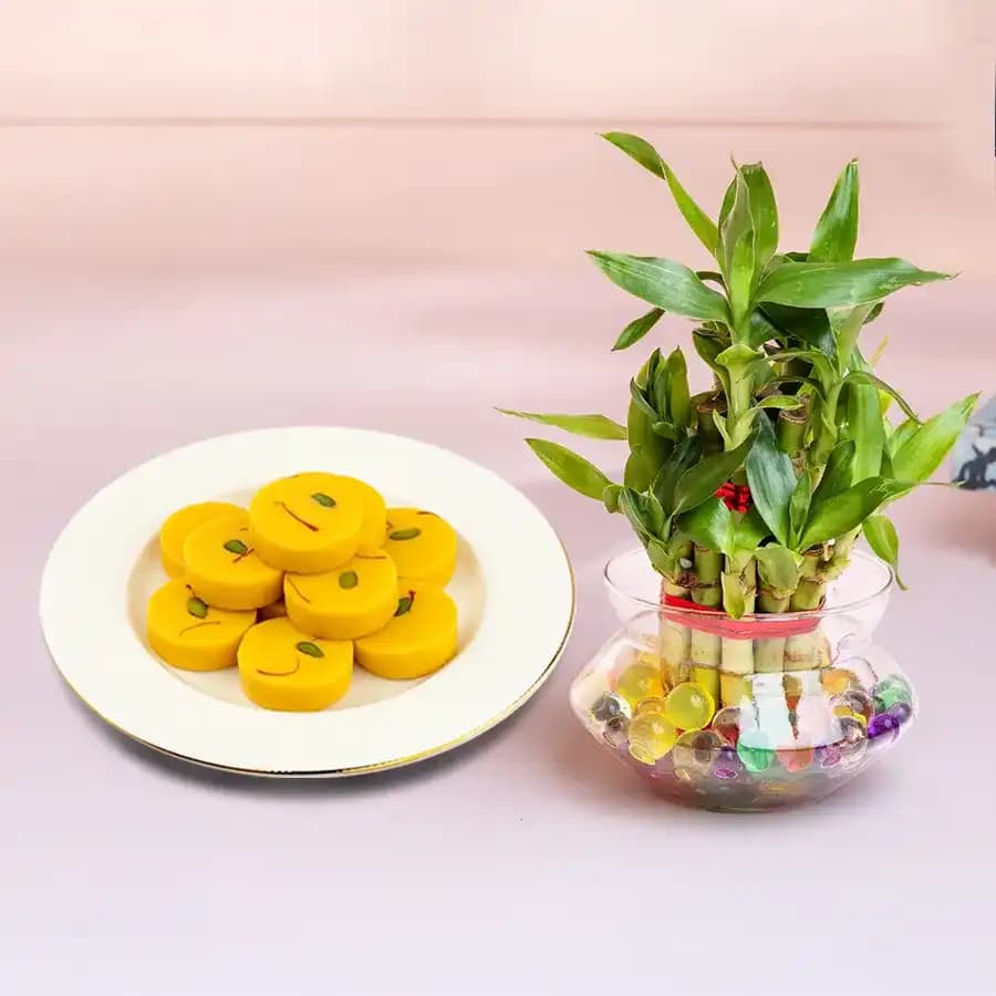Kesar Peda from Dadus with Lucky Bamboo Plant