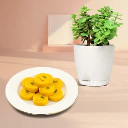 Kesar Peda from Dadus with a Jade Plant in Plastic Pot 1