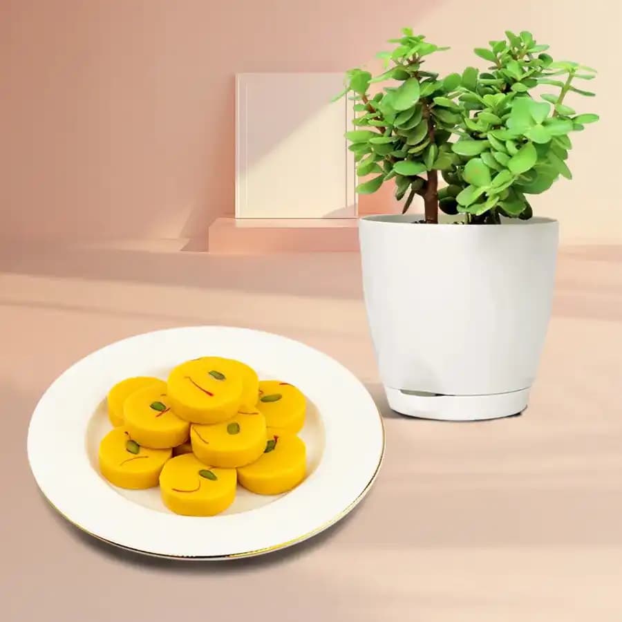 Kesar Peda from Dadus with a Jade Plant in Plastic Pot