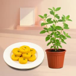 Kesar Peda from Dadus with a Tulsi Plant 1