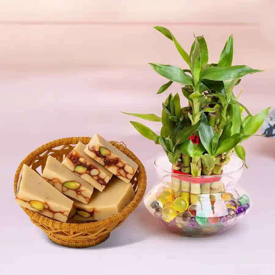 DryFruit Katli from G Pulla Reddy with 3 Tier Lucky Bamboo Plant
