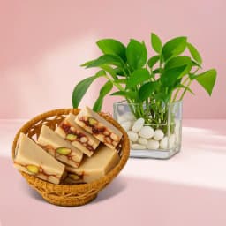 DryFruit Katli from G Pulla Reddy with Money Plant 1