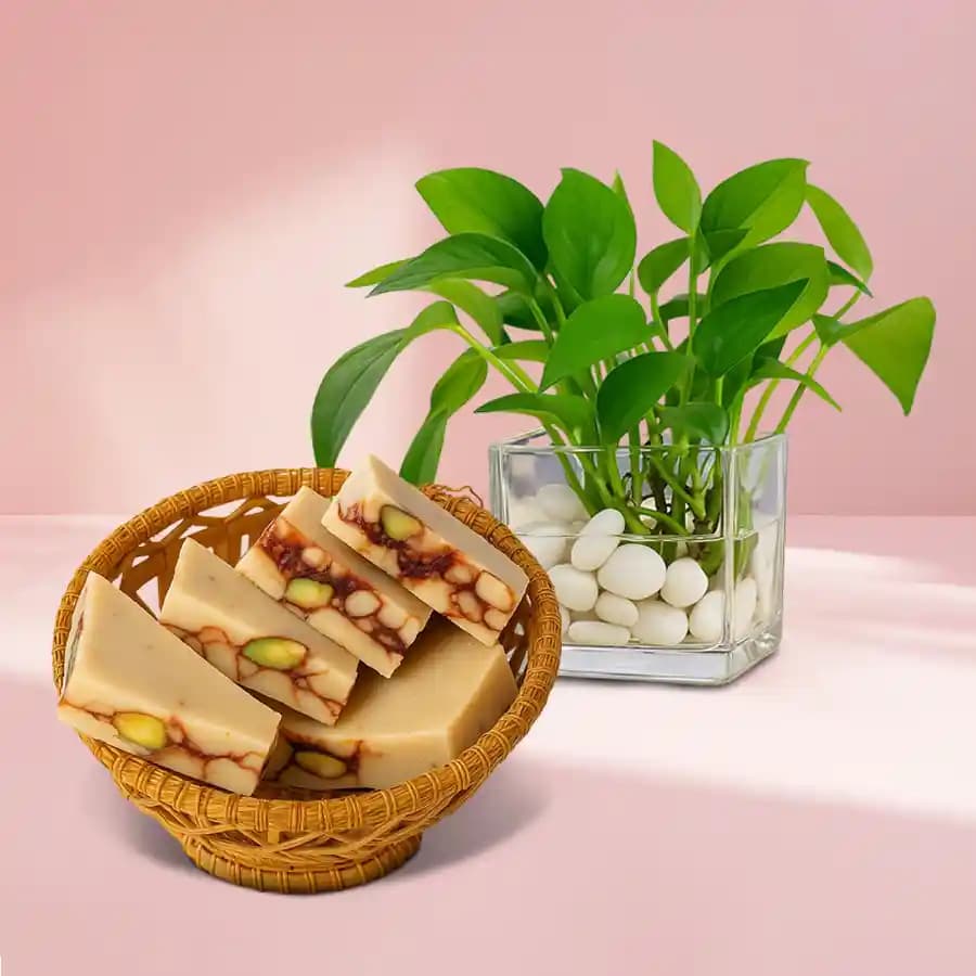 DryFruit Katli from G Pulla Reddy with Money Plant