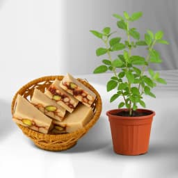 DryFruit Katli from G Pulla Reddy with Tulsi Plant 1