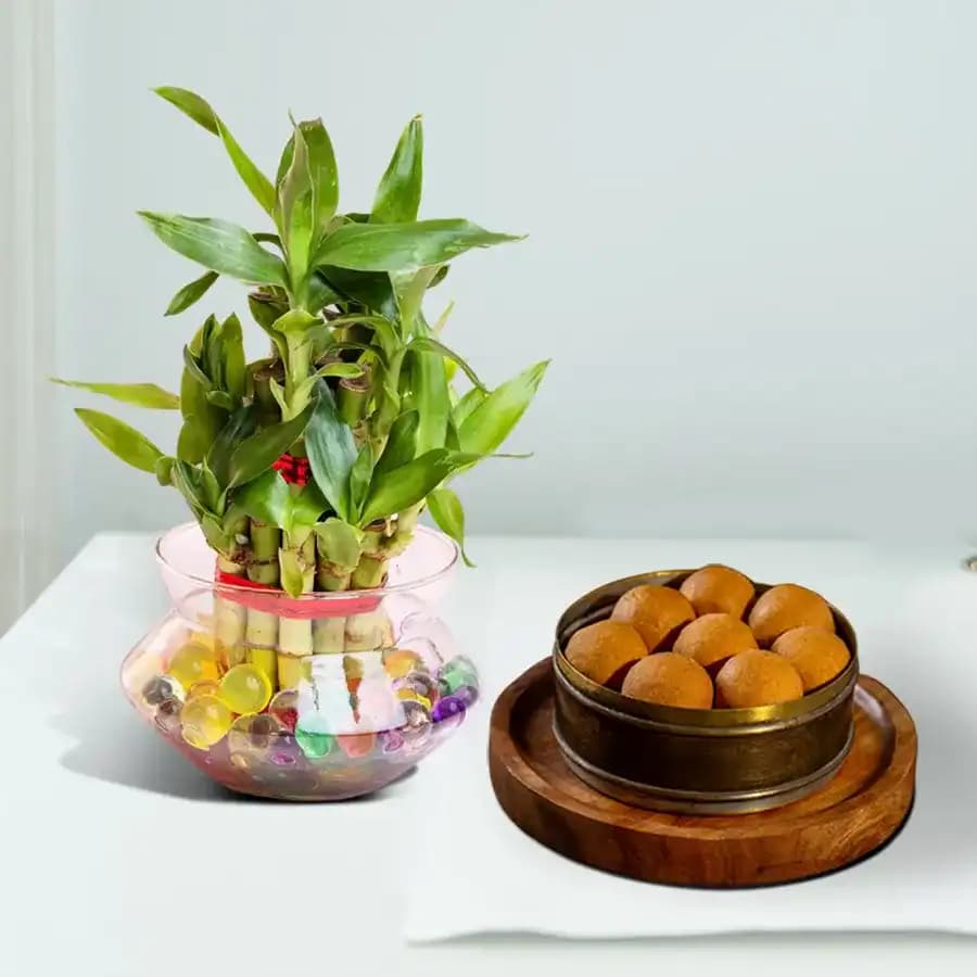 Bellam Sunni Laddu from Almond House with 3 Tier Lucky Bamboo Plant