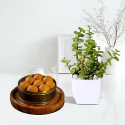 Bellam Sunni Laddu from Almond House with Jade Plant 1