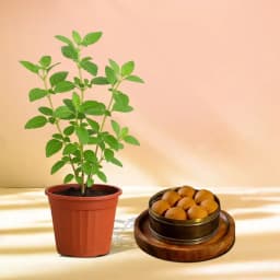 Bellam Sunni Laddu from Almond House with Tulsi Plant 1