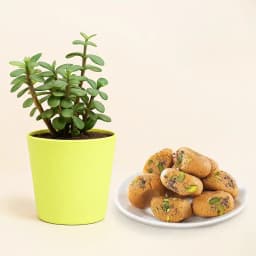 Sweetness & Serenity: Mathura Peda with Mini Jade 1