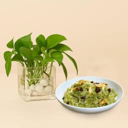 Decadent Dudhi Halwa with a Lively Plant Gift 1