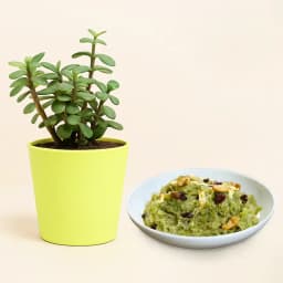 Delightful Dudhi Halwa & Lush Jade Plant 1
