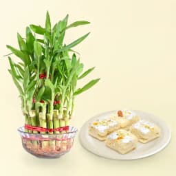 Sweet Delights with Lucky Bamboo 1
