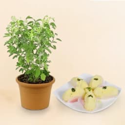 Delightful Malai Chum Chum with Sacred Tulsi 1