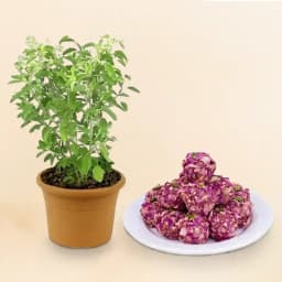 Elegant Rose Almond Delight with Wellness Tulsi 1