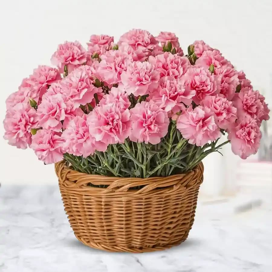 Amazing Basket of 24 Pink Carnations