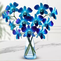 Enchanting Azure Orchid Display 1
