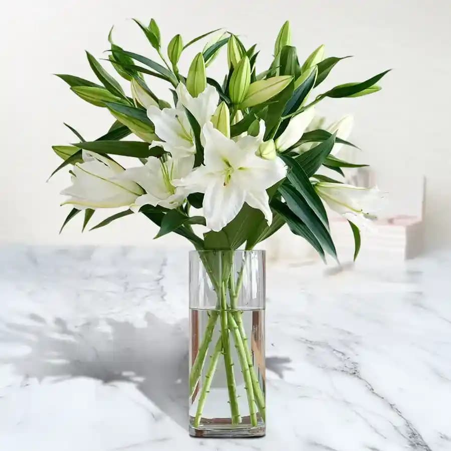 Clam N Comfort White Asiatic Lily in Vase