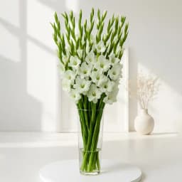 Mesmerizing White Gladiolus in a Glass Vase 1