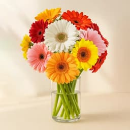 Fresh Cut Colorful Gerberas in Glass Vase 1