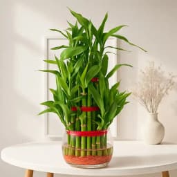 Charming Lucky Bamboo Pair in Elegant Glass 1