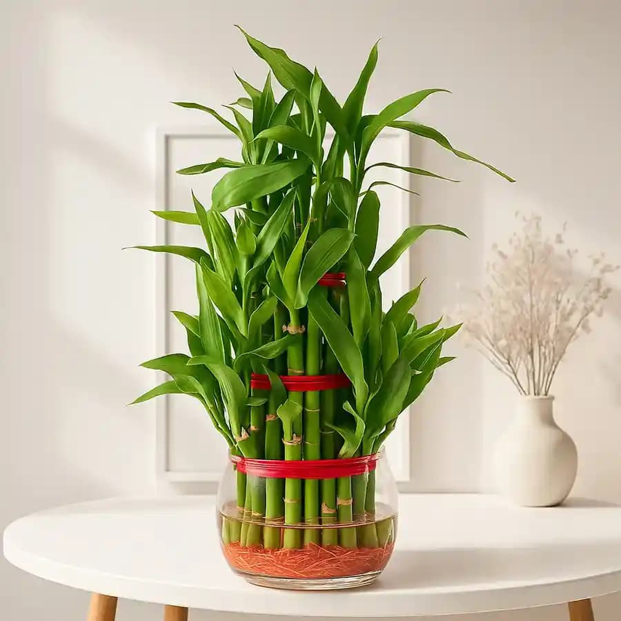 Charming Lucky Bamboo Pair in Elegant Glass