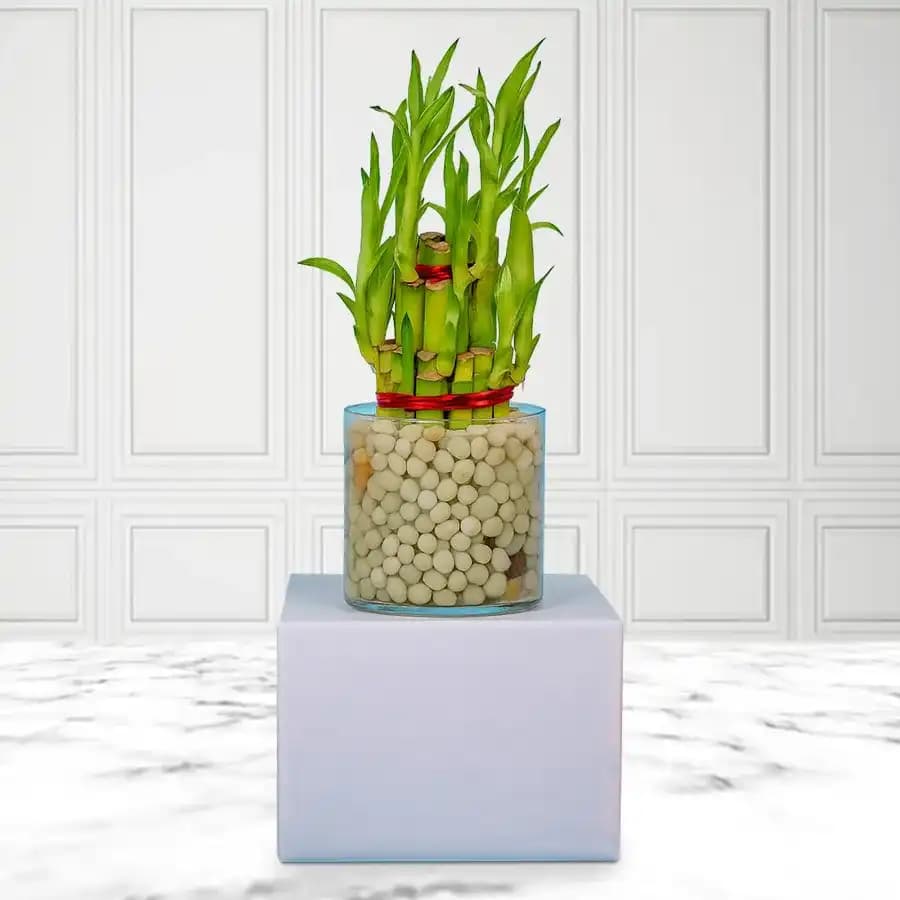 Tranquil Bamboo Arrangement in Stylish Glass Container