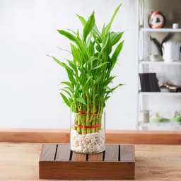 Attractive Gift of Three Tier Lucky Bamboo in Glass Pot 1