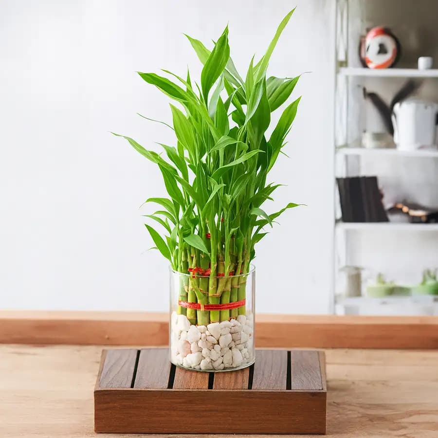 Attractive Gift of Three Tier Lucky Bamboo in Glass Pot