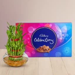 Serene Bamboo Delight with Chocolate Bliss 1