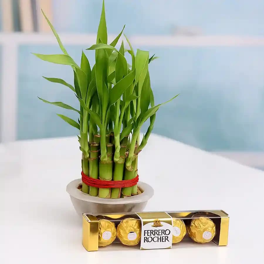 Serene Bamboo Delight with Gourmet Chocolates