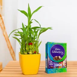 Lucky Bamboo with Sweet Cadbury Treat 1
