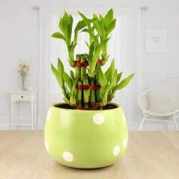 Serene Bamboo Duo in Chic Ceramic 1