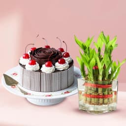 Blissful Two Layered Bamboo Plant in Glass Pot with Black Forest Cake 1