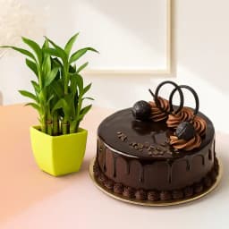 Tranquil Bamboo Duo with Rich Chocolate Cake 1