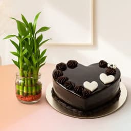Love and Luck: Chocolate Cake & Bamboo Combo 1