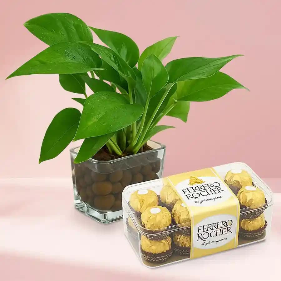 Charming Money Plant & Luxury Chocolate Bouquet